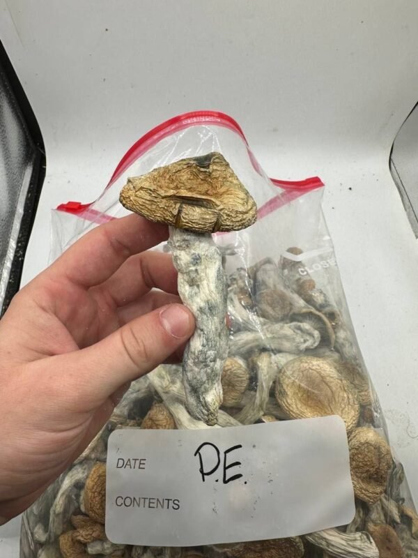 Buy Magic Mushrooms Online New York, where to buy psilocybin mushrooms online in New York, how to find psilocybin shrooms online in New York, Buy Mushrooms