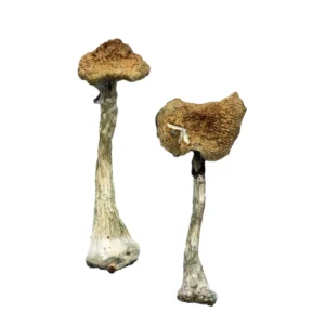 Buy Magic Mushrooms Oregon, where can I buy psilocybin mushrooms legally in Portland Oregon, how to find psilocybin mushrooms for sale in Eugene Oregon