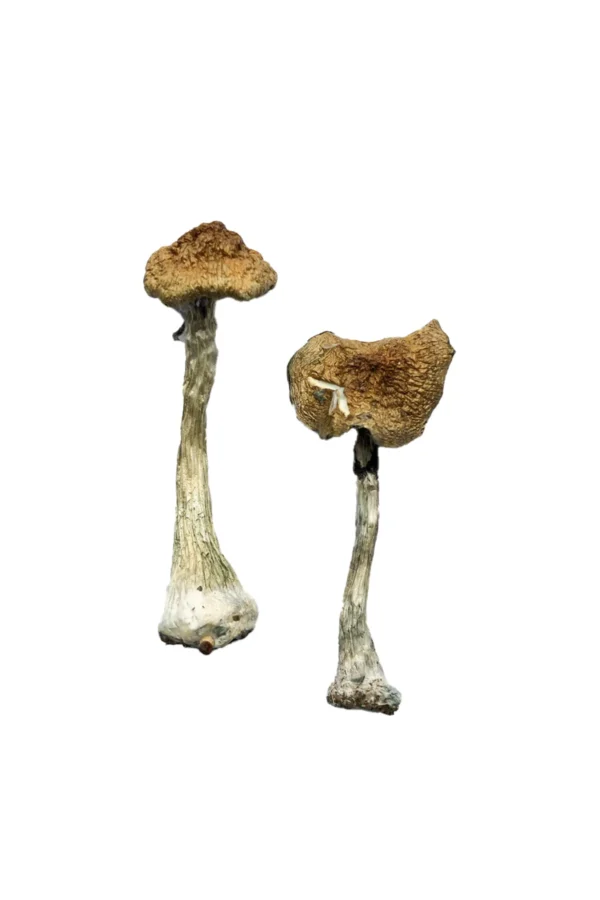 Buy Magic Mushrooms Oregon, where can I buy psilocybin mushrooms legally in Portland Oregon, how to find psilocybin mushrooms for sale in Eugene Oregon