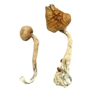 Buy Magic Mushrooms California, how to find magic mushroom vendors in Venice Beach, which neighborhoods in Los Angeles sell magic mushrooms, buy Shrooms LA