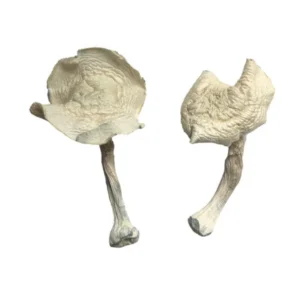 Buy Magic Mushrooms Colorado, where can I buy psilocybin legally in Denver Colorado,how to find psilocybin for sale in Boulder Colorado,Buy Mushrooms Near Me