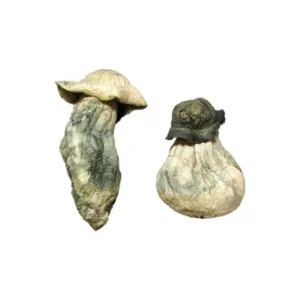 Buy Magic Mushrooms Online, where can I buy magic mushrooms legally in Massachusetts, how to find magic mushrooms for sale in Massachusetts