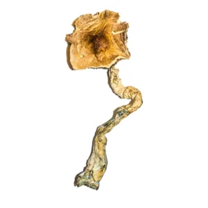 Buy Mushrooms Online Washington, how to buy magic mushrooms online in Georgetown Washington DC, can I buy magic mushrooms online from Washington DC,