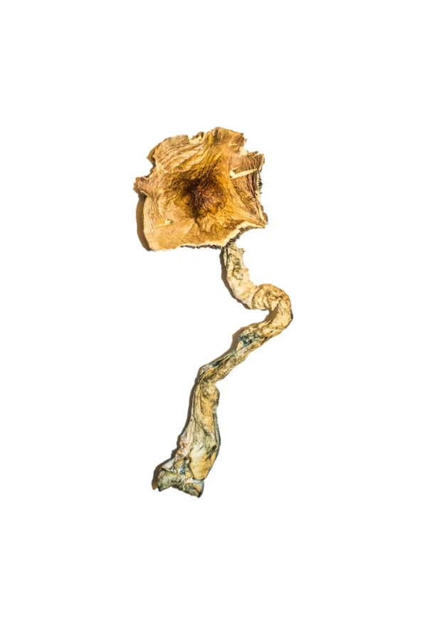 Buy Mushrooms Online Washington, how to buy magic mushrooms online in Georgetown Washington DC, can I buy magic mushrooms online from Washington DC,