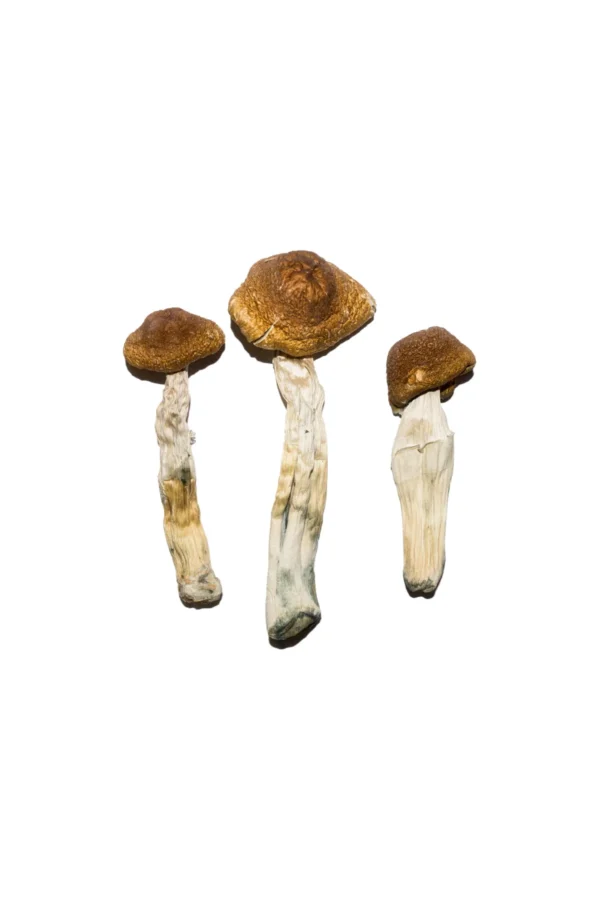 Buy Psilocybin Mushrooms Online, how to buy psilocybin mushrooms online, buy shrooms near me, cain i buy shooms online, best magic mushroom, buy shrooms Co