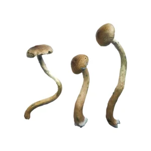 Buy Golden Teacher Mushroom Online, how to find golden teacher shrooms, what are golden teacher mushrooms, is golden teacher a good mushroom