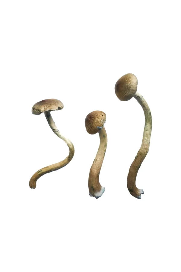 Buy Golden Teacher Mushroom Online, how to find golden teacher shrooms, what are golden teacher mushrooms, is golden teacher a good mushroom