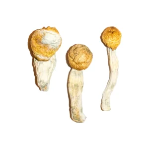 Buy Mushrooms Online Michigan, where to buy magic mushrooms online in Detroit Michigan, how can I buy magic mushrooms online in Grand Rapids Michigan,