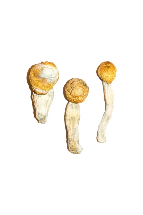 Buy Mushrooms Online Michigan, where to buy magic mushrooms online in Detroit Michigan, how can I buy magic mushrooms online in Grand Rapids Michigan,