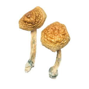 Buy Mushrooms Online Hawaii, where can i buy psilocybin mushrooms in Hawaii, how do i find shrooms in Hawaii, purchase psilocybin mushrooms in Hawaii