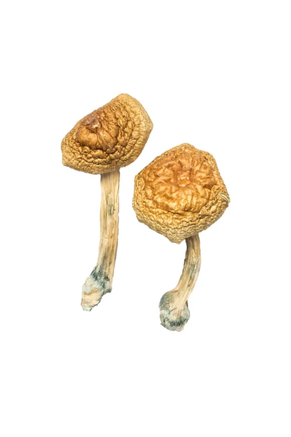 Buy Mushrooms Online Hawaii, where can i buy psilocybin mushrooms in Hawaii, how do i find shrooms in Hawaii, purchase psilocybin mushrooms in Hawaii